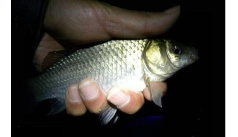 夜钓,电子夜光漂该怎么调漂、看漂? 夜钓,电子夜光漂该怎么调漂、看漂?