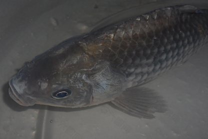 矶竿入门全技巧,看完你就知道了 矶竿入门全技巧,看完你就知道了