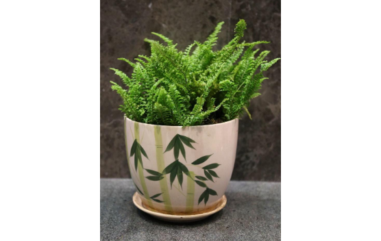 花盆该怎么分类以及选购?塑料花盆有毒吗 花盆该怎么分类以及选购?塑料花盆有毒吗