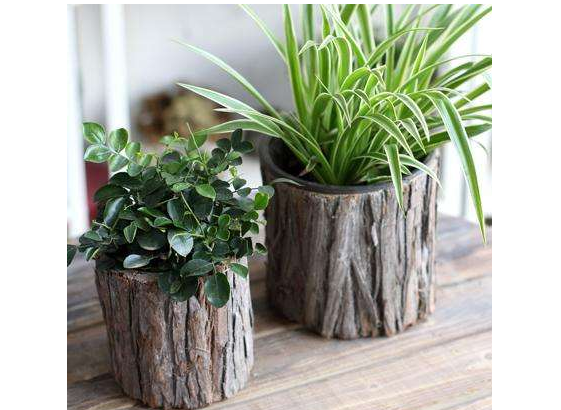 花盆该怎么分类以及选购?塑料花盆有毒吗 花盆该怎么分类以及选购?塑料花盆有毒吗