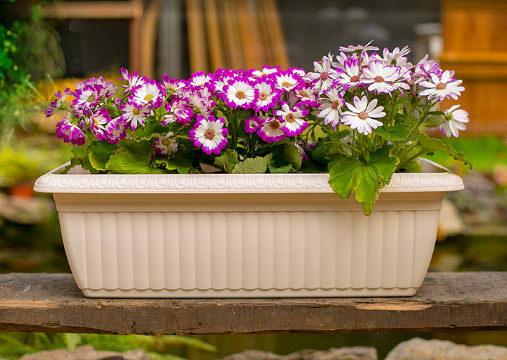 花盆该怎么分类以及选购?塑料花盆有毒吗 花盆该怎么分类以及选购?塑料花盆有毒吗