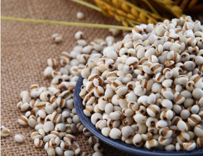 薏米可以怎么吃 薏米几种美白吃法介绍 薏米可以怎么吃 薏米几种美白吃法介绍