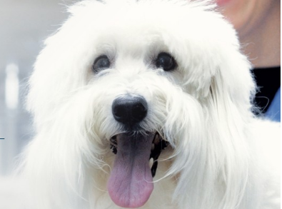 狗狗眼药水怎么选 教你给狗狗点眼药水的小技巧 狗狗眼药水怎么选 教你给狗狗点眼药水的小技巧