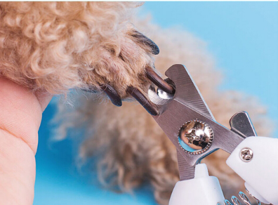 如何给狗狗剪指甲 狗指甲剪怎么选 如何给狗狗剪指甲 狗指甲剪怎么选