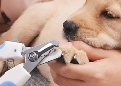 如何给狗狗剪指甲 狗指甲剪怎么选 如何给狗狗剪指甲 狗指甲剪怎么选