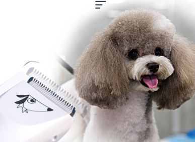 狗剃毛器怎么用 给狗狗剃毛注意事项 狗剃毛器怎么用 给狗狗剃毛注意事项