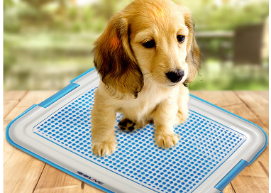 狗厕所分类及选购 狗厕所使用有哪些注意事项 狗厕所分类及选购 狗厕所使用有哪些注意事项