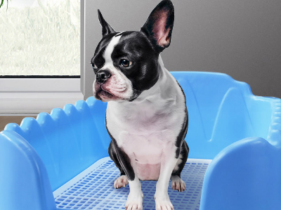 狗厕所分类及选购 狗厕所使用有哪些注意事项 狗厕所分类及选购 狗厕所使用有哪些注意事项