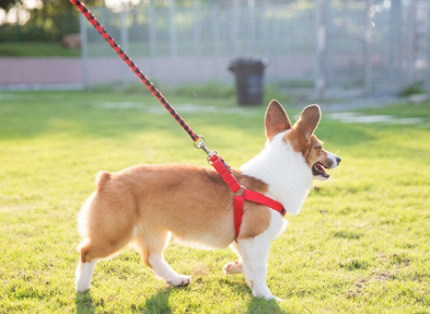 狗链的种类及优缺点 狗链怎么带 狗链的种类及优缺点 狗链怎么带