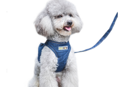 狗链的种类及优缺点 狗链怎么带 狗链的种类及优缺点 狗链怎么带