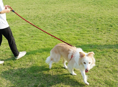 狗链的种类及优缺点 狗链怎么带 狗链的种类及优缺点 狗链怎么带