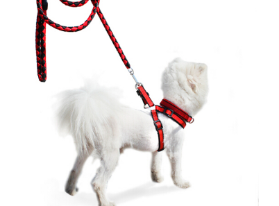 狗链的种类及优缺点 狗链怎么带 狗链的种类及优缺点 狗链怎么带