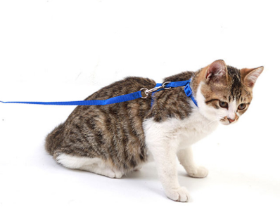 遛猫绳使用方法 教你自制遛猫绳 遛猫绳使用方法 教你自制遛猫绳