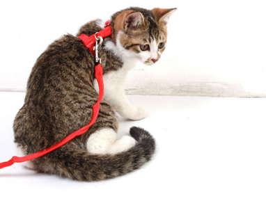 遛猫绳使用方法 教你自制遛猫绳