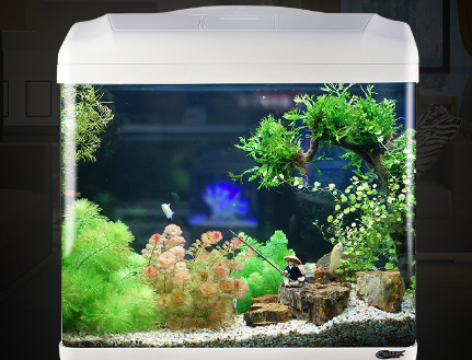 水族箱如何选购 水族箱造景的几种常见类型 水族箱如何选购 水族箱造景的几种常见类型