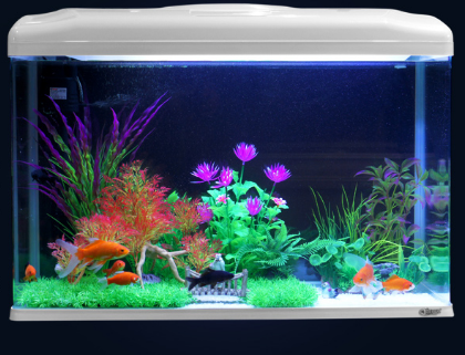 水族箱如何选购 水族箱造景的几种常见类型 水族箱如何选购 水族箱造景的几种常见类型