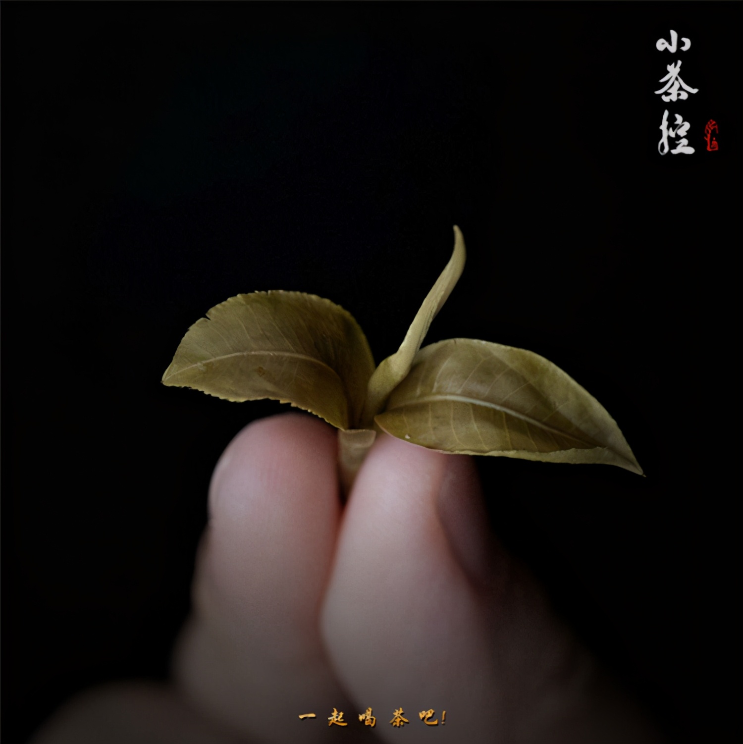 古树茶品牌“小茶控”，想将百年古树的茶滋味献给最懂品尝的您