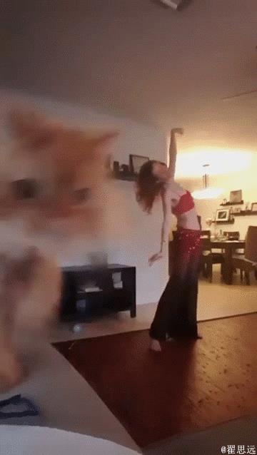 主人正在家录舞蹈视频，家里的猫猫也要来凑热闹，喵~伦家也要拍