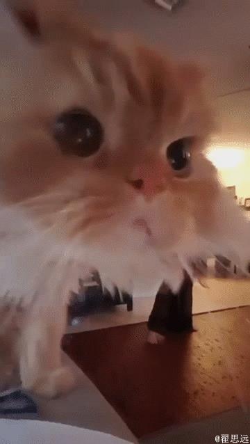 主人正在家录舞蹈视频，家里的猫猫也要来凑热闹，喵~伦家也要拍